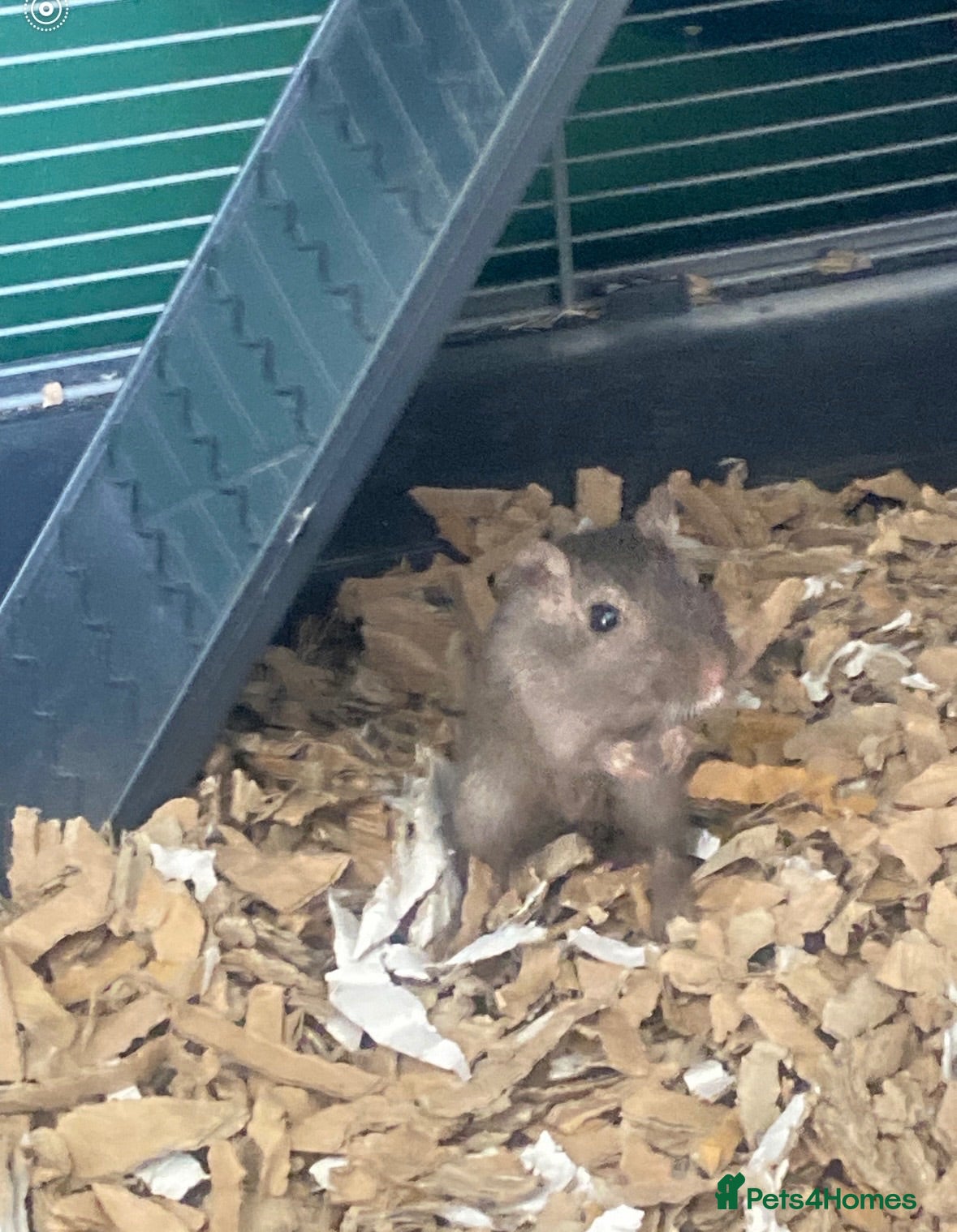 Gerbil rodents Looking for perfect home for female gerbil - Advert 4