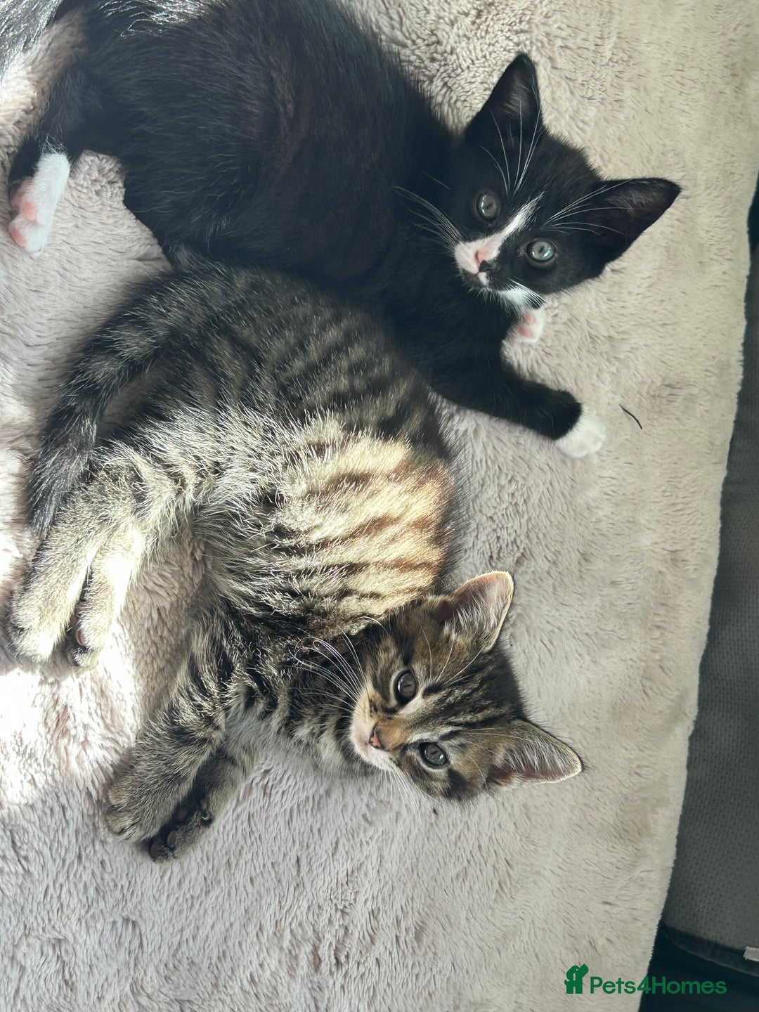 Mixed Breed cats for sale: 3x playful and sweet little kittens - Image 12