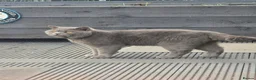 Mixed Breed cats for sale: British blue mixed ragdoll  in Edinburgh - Advert 30