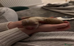 Mixed Breed dogs for sale: Cavapoochon  - Image 2