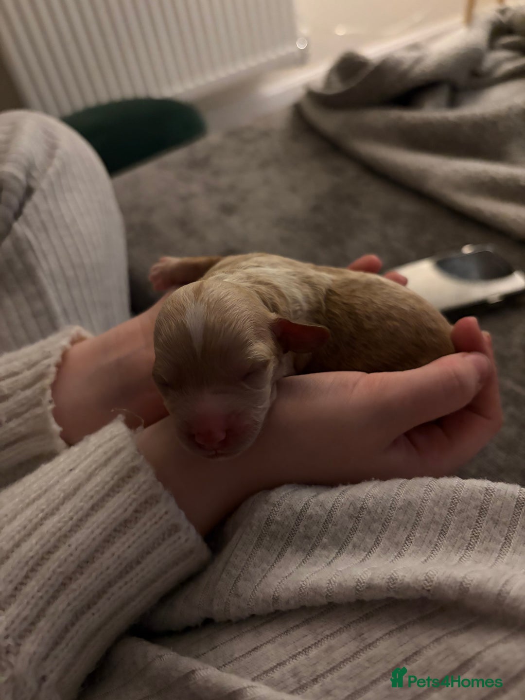 Mixed Breed dogs for sale: Cavapoochon  - Image 2