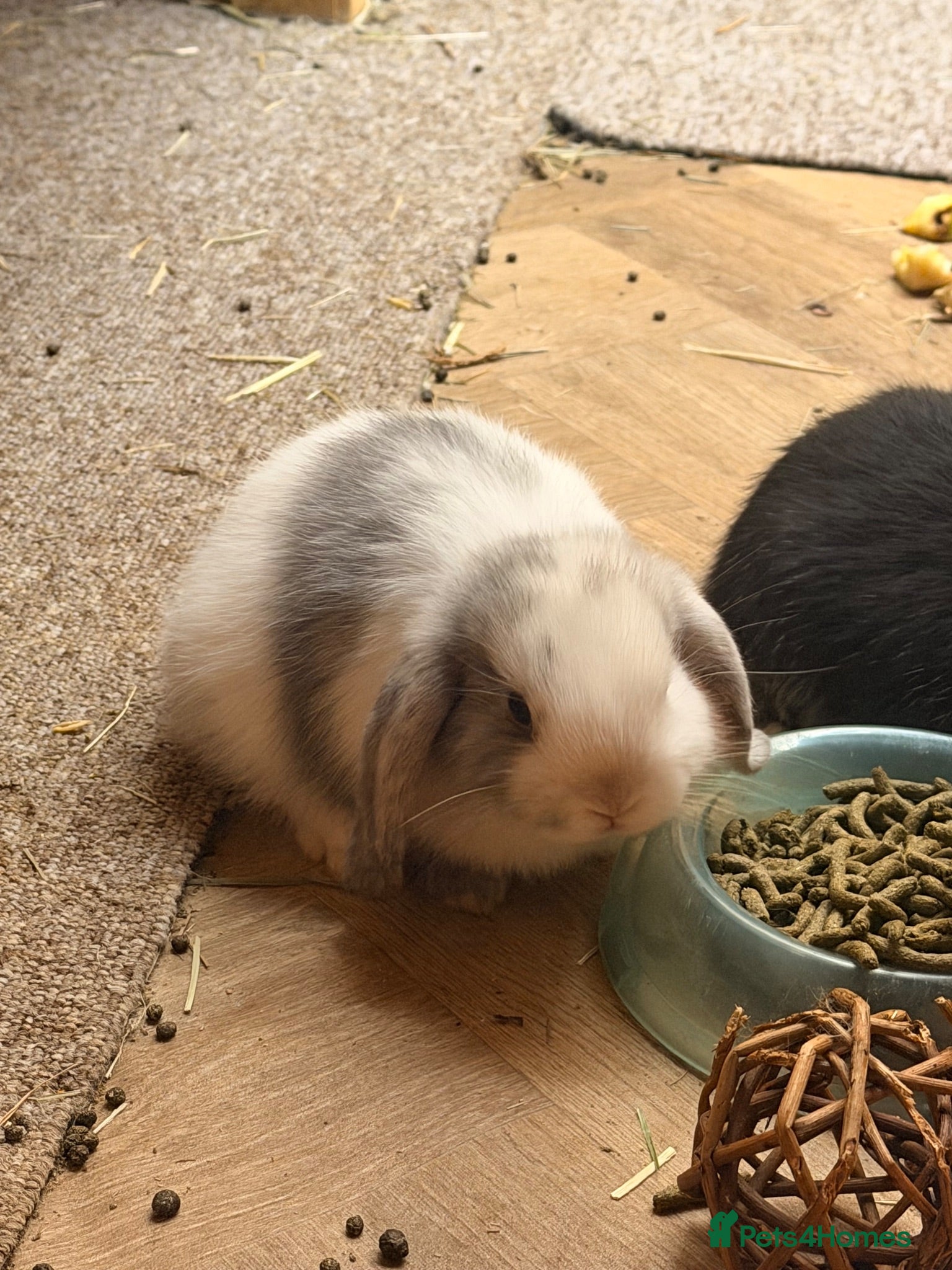 Dwarf Lop rabbits 3 x dwarf lop kits - rehomed from 10.09 from - Advert 2