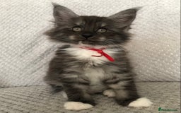 Maine Coon cats for sale: MaineCoon Kittens Black Smoke 1 Boy & 2 Girls - Image 18