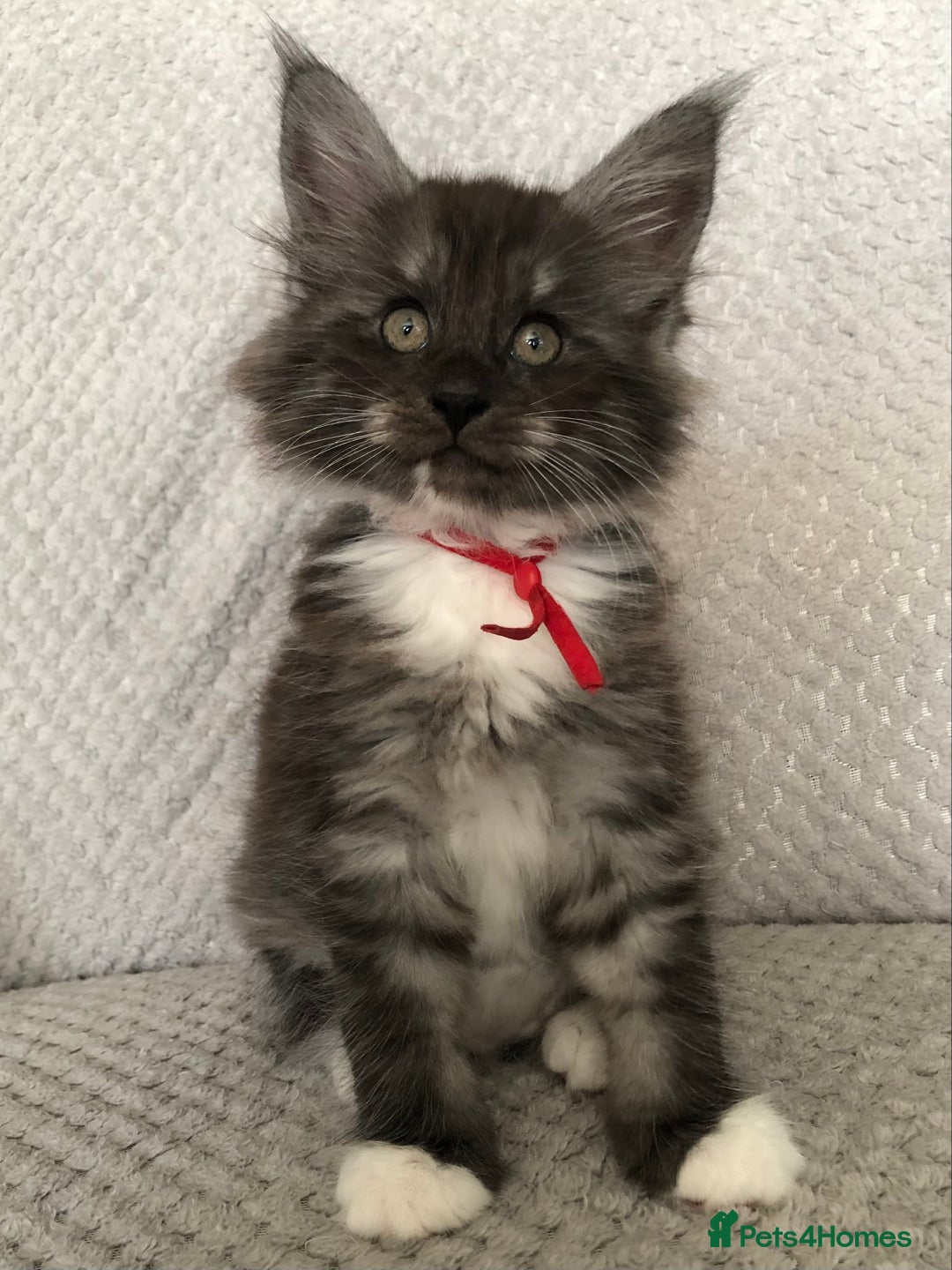 Maine Coon cats for sale: MaineCoon Kittens Black Smoke 1 Boy & 2 Girls - Image 18