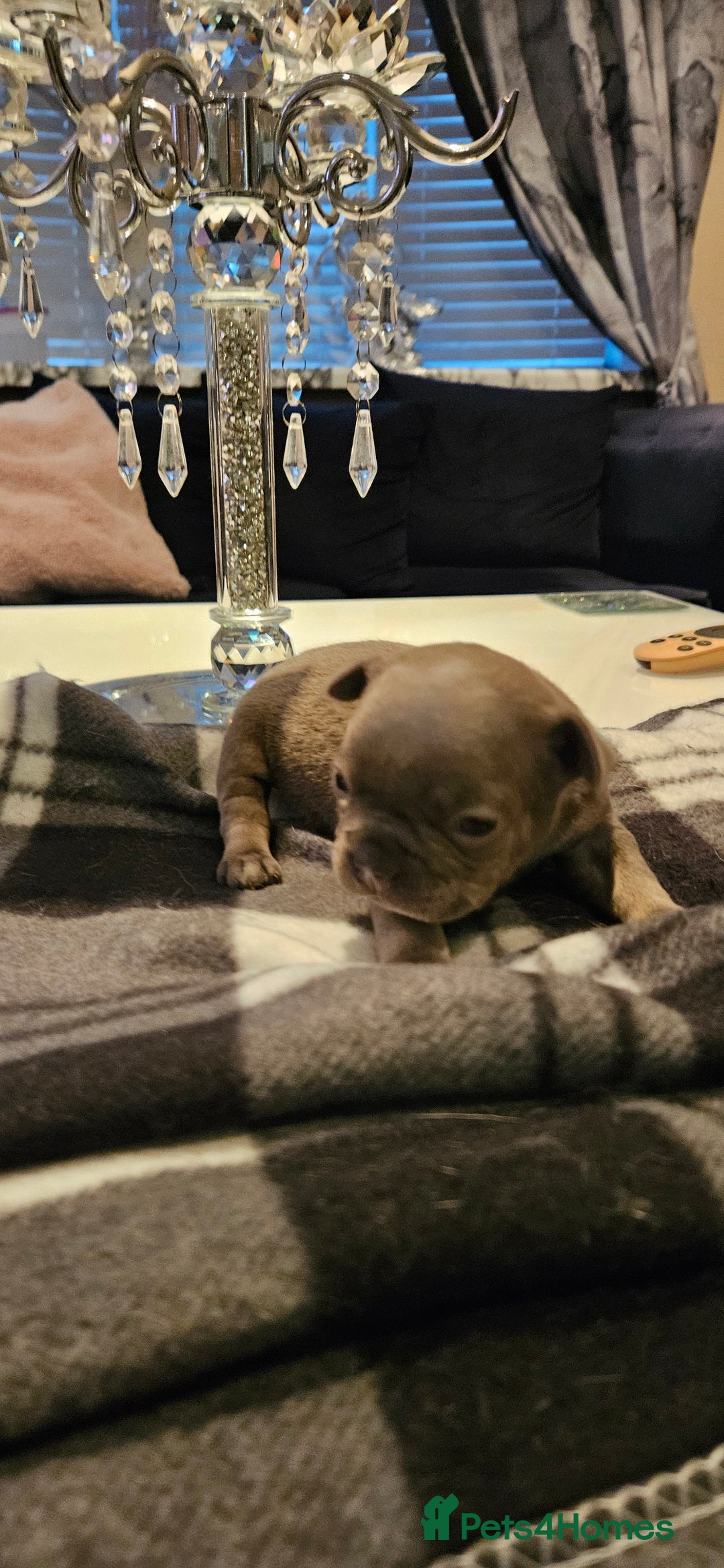 French Bulldog dogs for sale: Kc French bulldog  - Advert 4