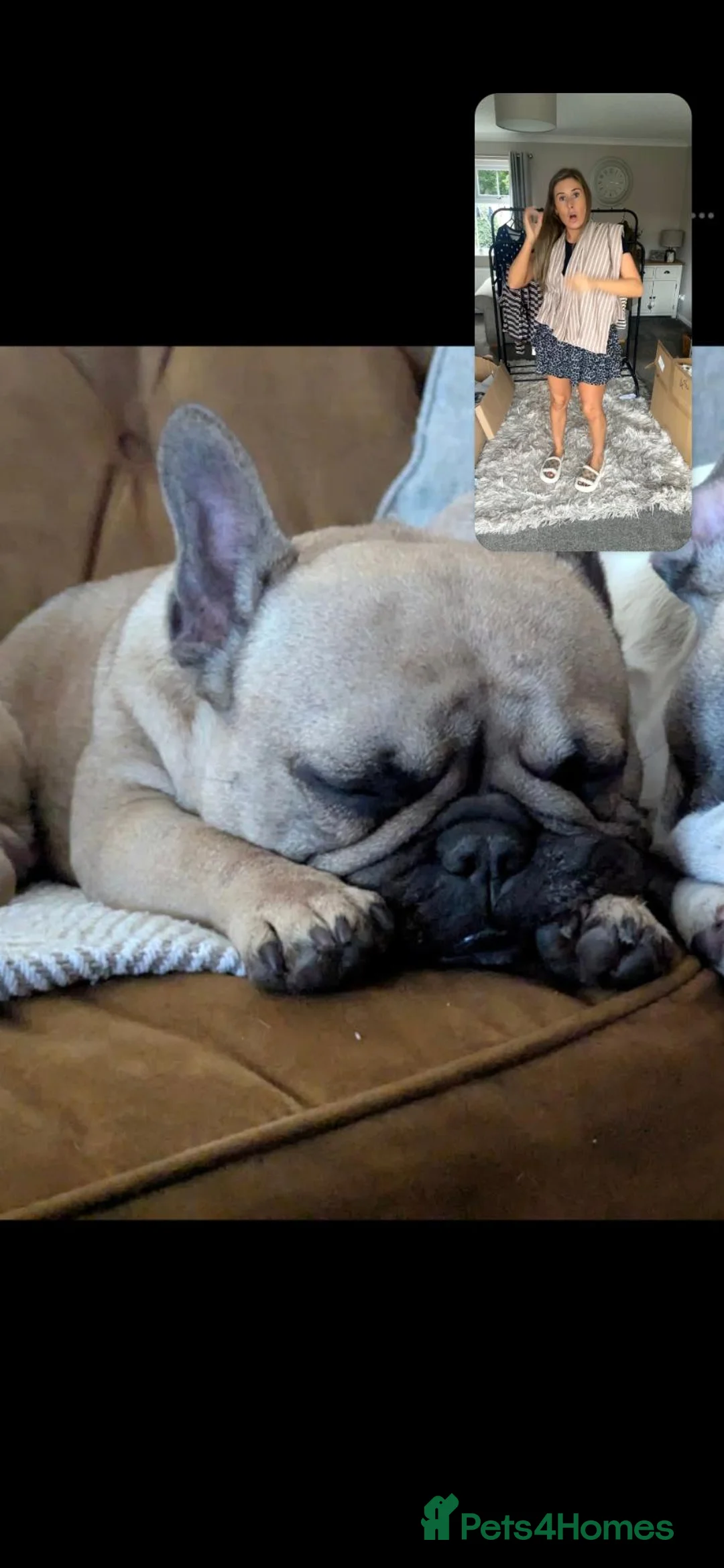 French Bulldog dogs for sale: Looking for her forever home  in Leicester - Advert 2