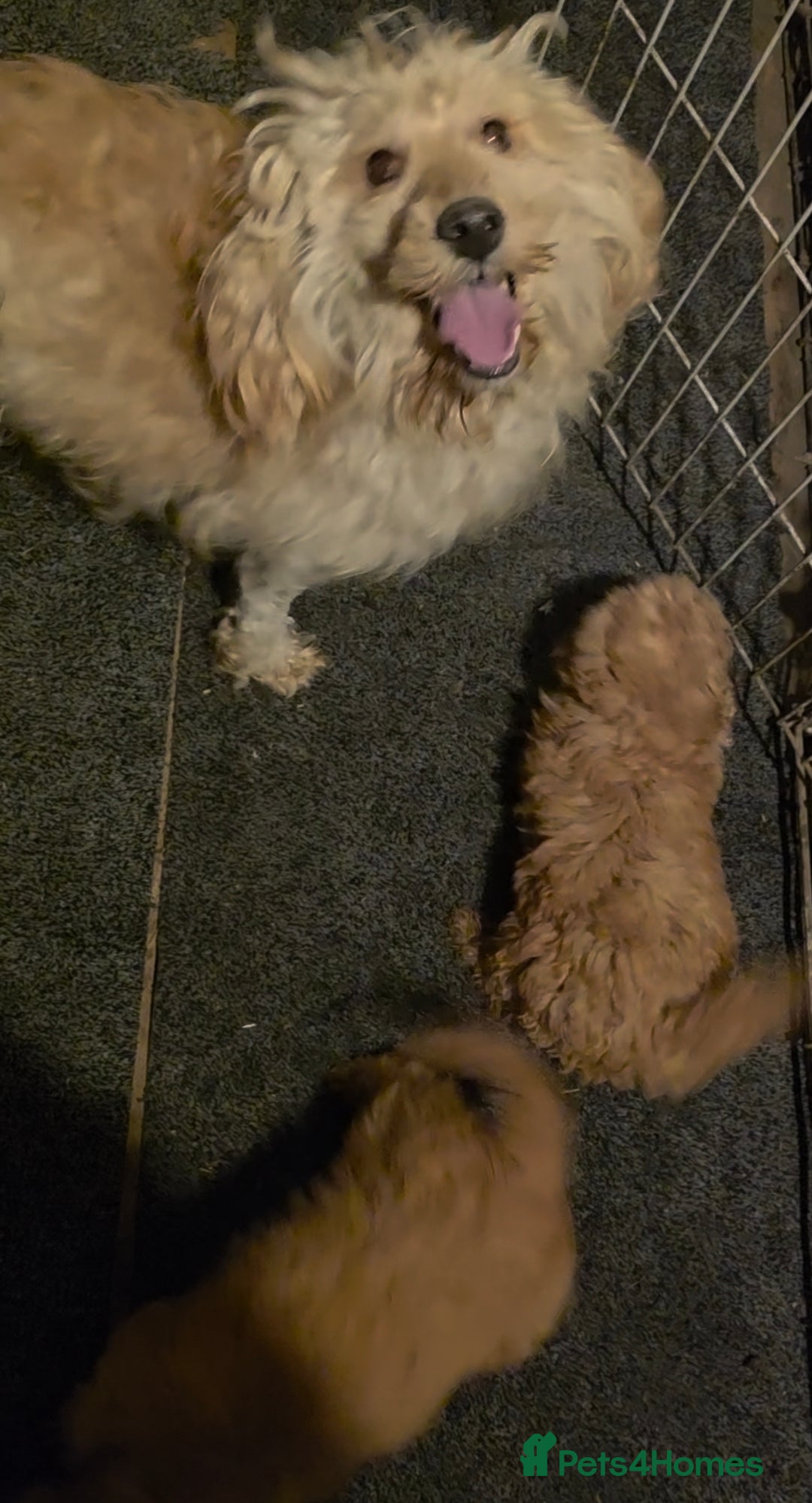 Cockapoo dogs for sale: Gorgeous fox red small cockapoos - Advert 4