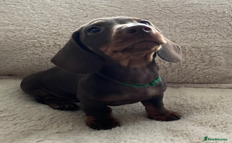 Miniature Dachshund dogs - Advert 11