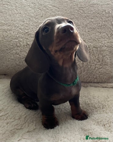 Miniature Dachshund dogs - Advert 11