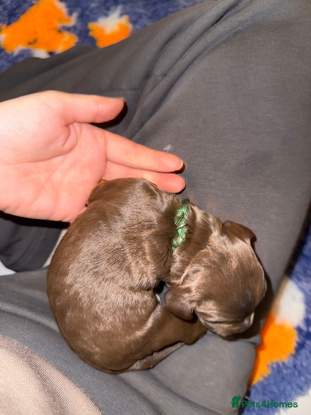 Sprocker dogs for sale: Sprocker Spaniel Puppies - Advert 7