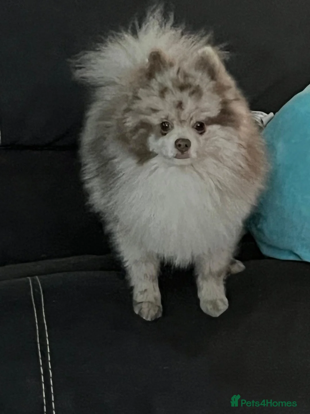 Pomeranian dogs for stud: Pomeranian - Advert 2