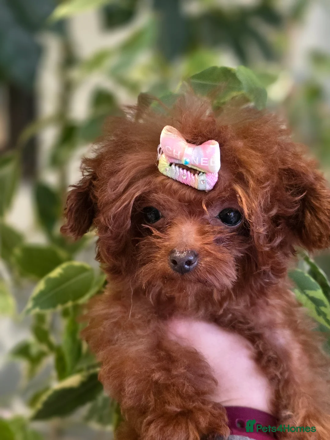 Toy Poodle dogs for sale: Full Asian girl - Advert 10