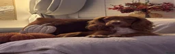 Cocker Spaniel dogs for stud: Simba working cocker spaniel  in Middlesbrough - Advert 4