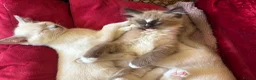 Tonkinese cats for sale: Exquisite Tonkdolls  - Advert 11