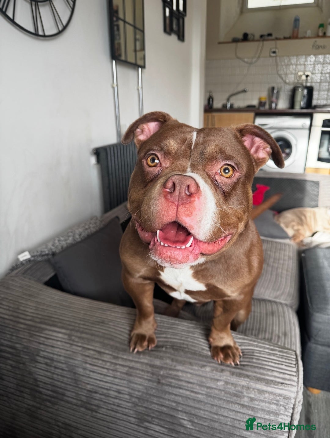 American Bulldog dogs for sale: Micro Bulldog - 2 years old - very loving - Advert 2