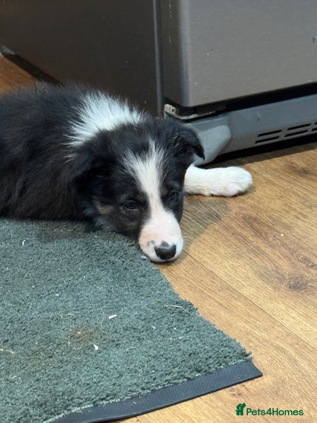 Border Collie dogs for sale: KC Registered Border Collie puppies - Advert 5