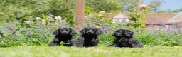 Goldendoodle dogs for sale: F1 Standard Goldendoodle Waiting List  - Advert 8