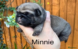 Pug dogs for sale: Kc Registered pedigree pug puppies  - Image 8