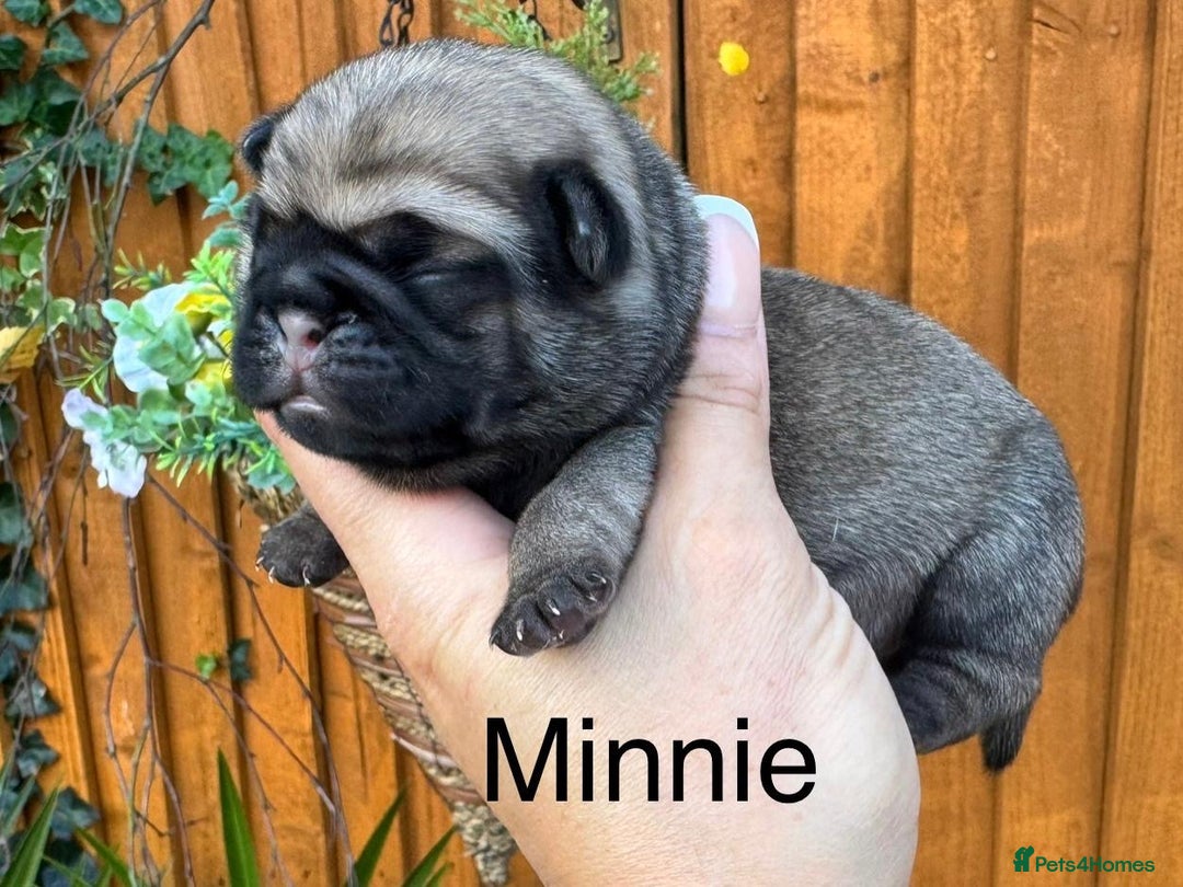 Pug dogs for sale: Kc Registered pedigree pug puppies  - Image 8