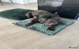 French Bulldog dogs for sale: French bulldog looking for a new home - Image 2