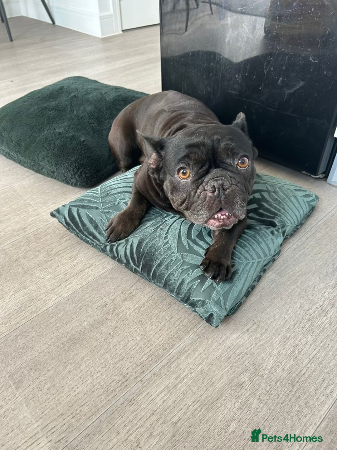 French Bulldog dogs for sale: French bulldog looking for a new home - Image 2