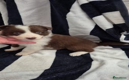 Border Collie dogs for sale: Border collie  - Image 1