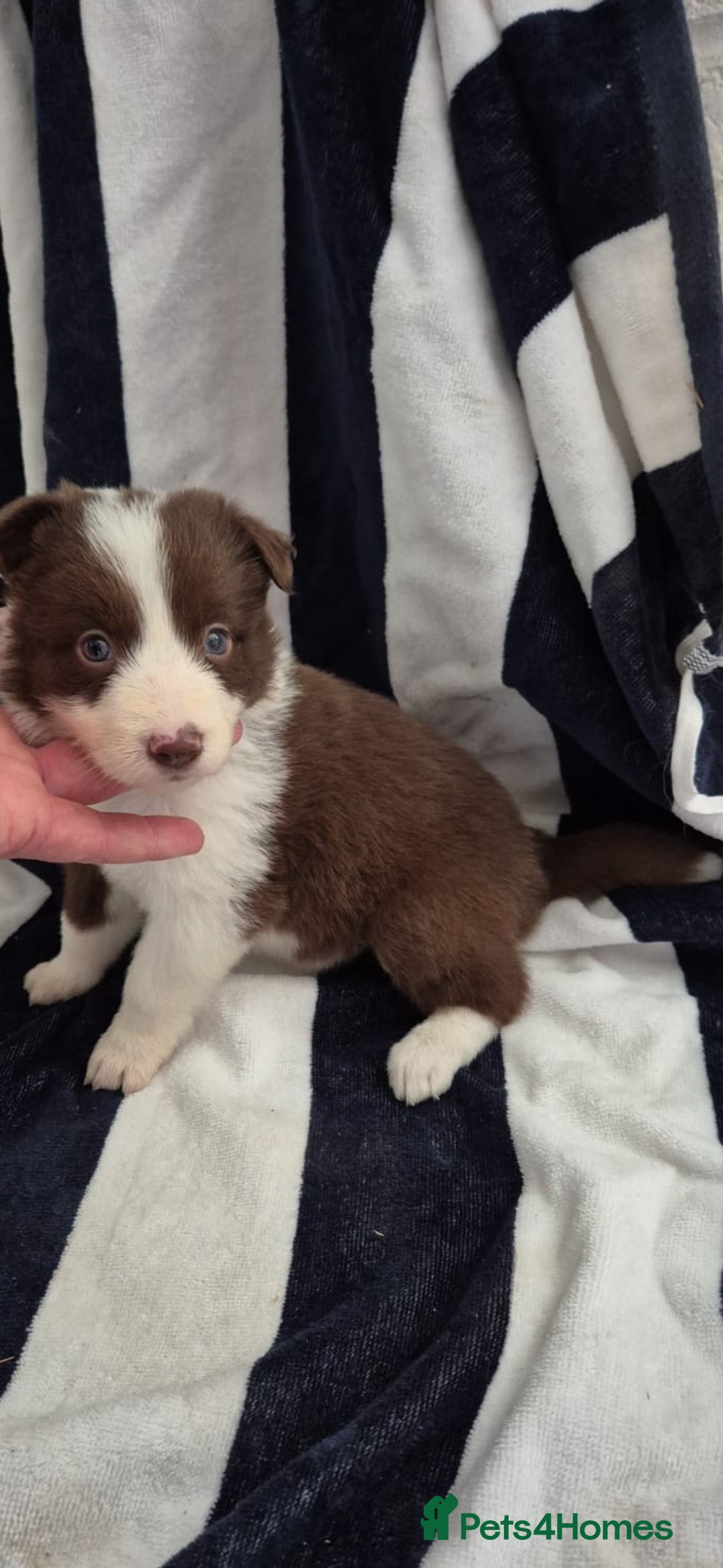 Border Collie dogs for sale: Border collie  - Image 1