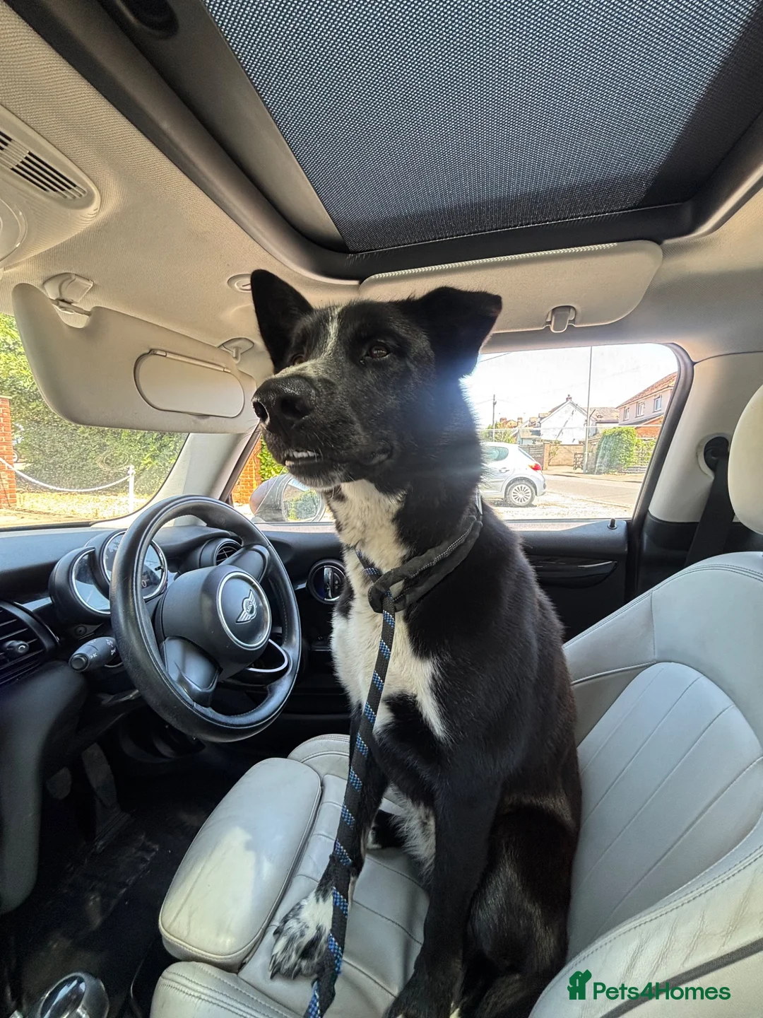Mixed Breed dogs for sale: OZZY THE SYBERIAN HUSKY x MALINOIS  - Advert 2