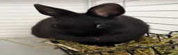 Netherland Dwarf rabbits for sale: Netherlands Dwarf Rabbits  - Advert 2