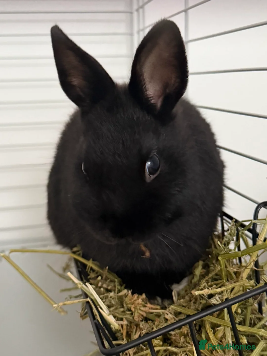 Netherland Dwarf rabbits for sale: Netherlands Dwarf Rabbits  - Advert 2