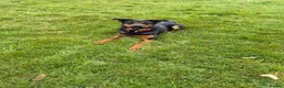Mixed Breed dogs for sale: Molly  - Advert 3