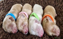 Miniature Dachshund dogs for sale: ⭐️CREAM LONG HAIRED KC/PRA CLR MINI DACHSHUNDS⭐️ - Image 1