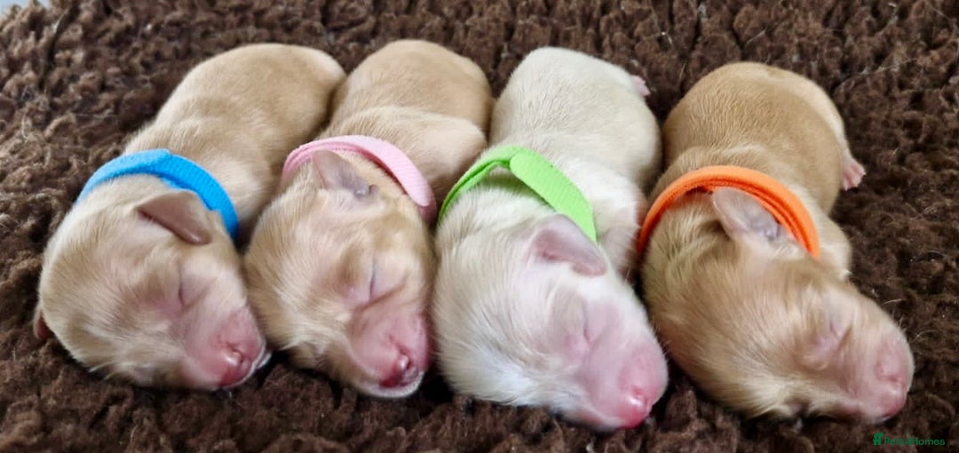 Miniature Dachshund dogs for sale: ⭐️CREAM LONG HAIRED KC/PRA CLR MINI DACHSHUNDS⭐️ - Image 1