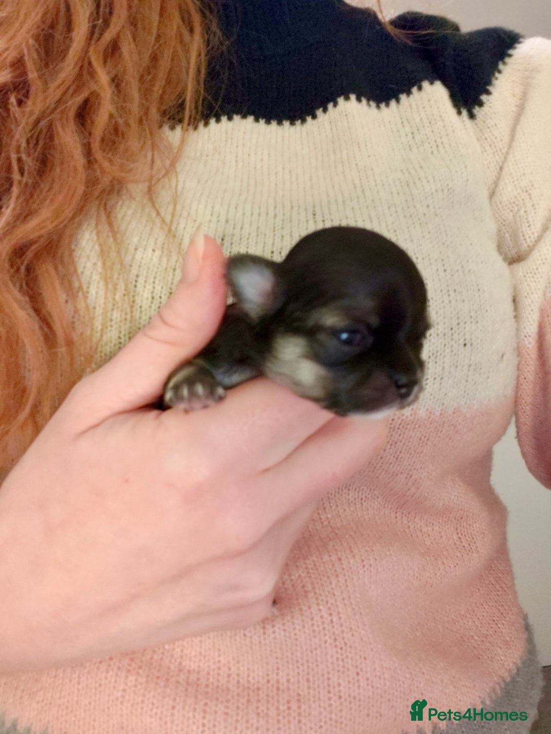 Chihuahua dogs for sale: 🪻 Beautiful Chihuahua Puppies 🪻 - Advert 22