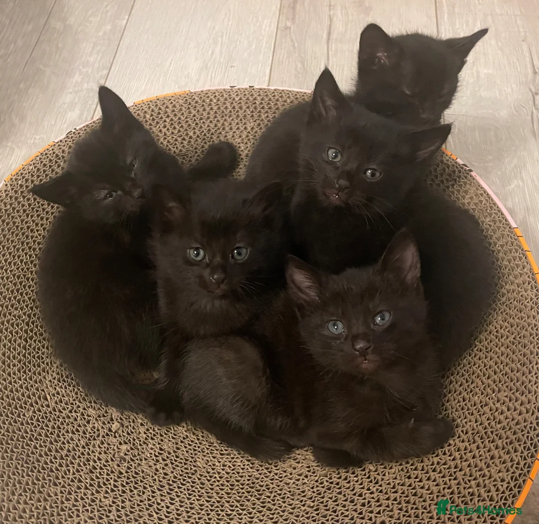 Domestic Shorthair cats for sale: 5 Beautiful kittens  🐈‍⬛🐈‍⬛ - Advert 1
