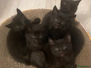 Domestic Shorthair cats 5 Beautiful kittens 🐈⬛🐈⬛ - Advert 2