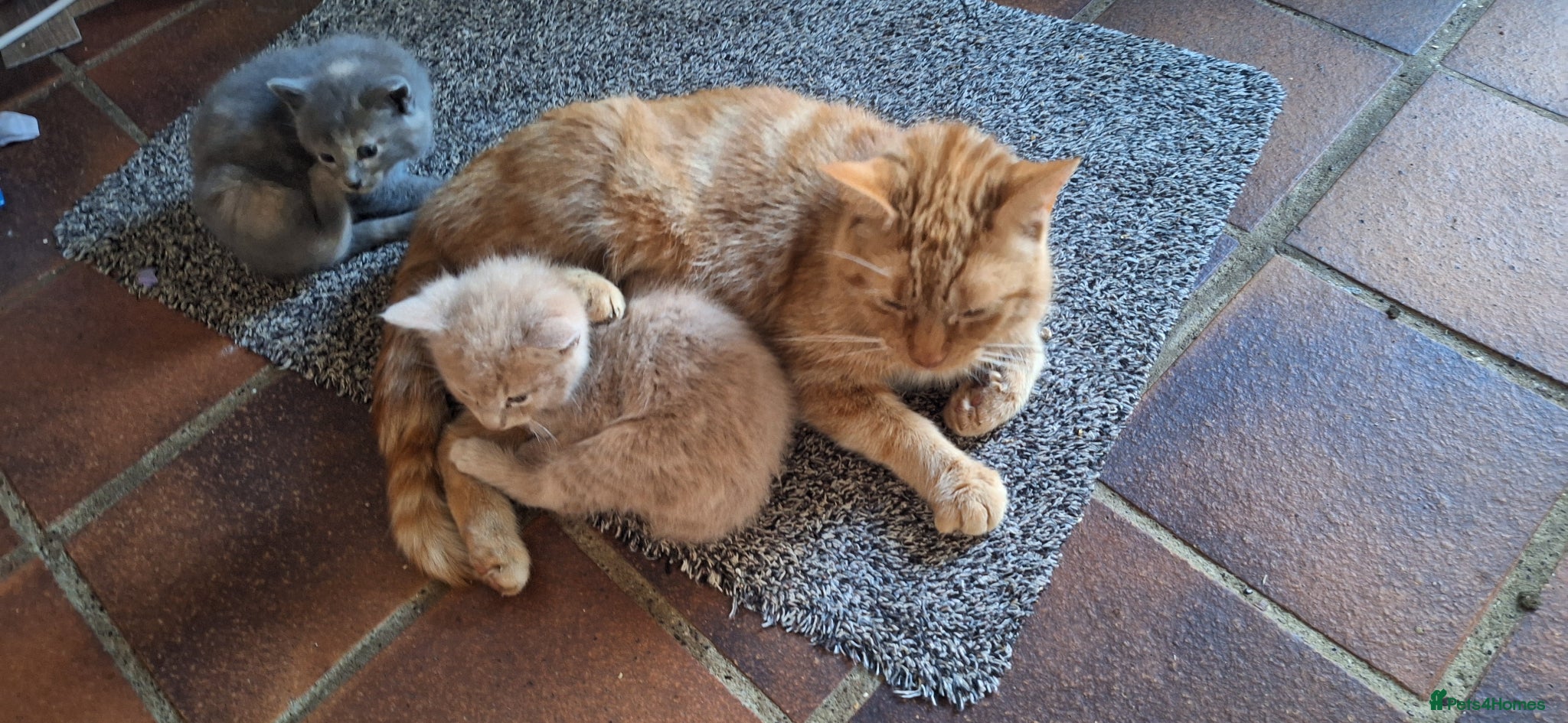 Mixed Breed cats Rare ginger female family cat  - Advert 2