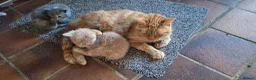 Mixed Breed cats for sale: Rare ginger female family cat  - Advert 1