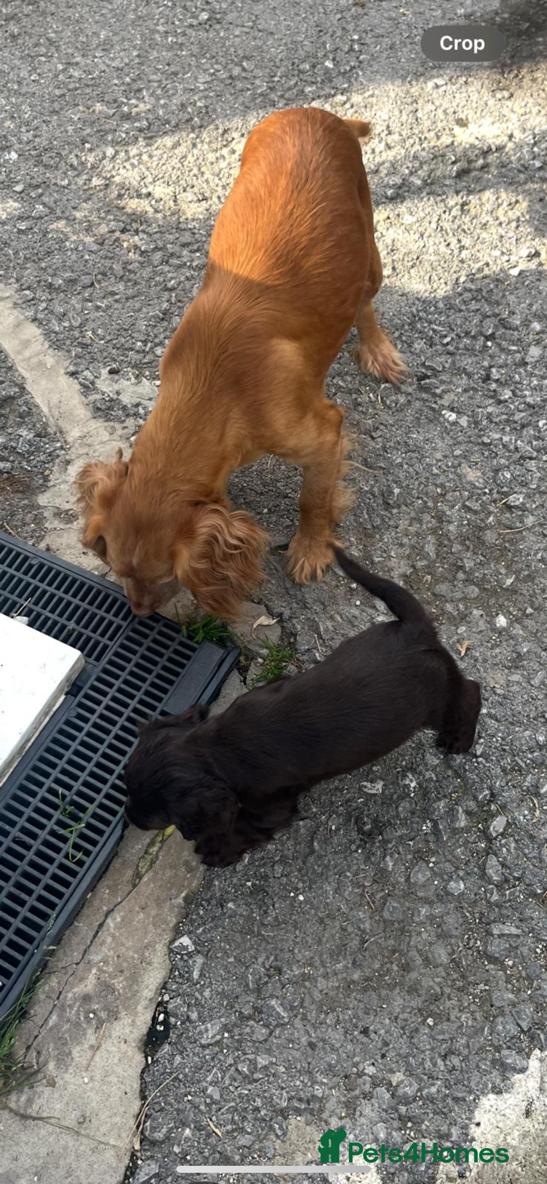 Cocker Spaniel dogs for sale: Beautiful little boy - Image 10