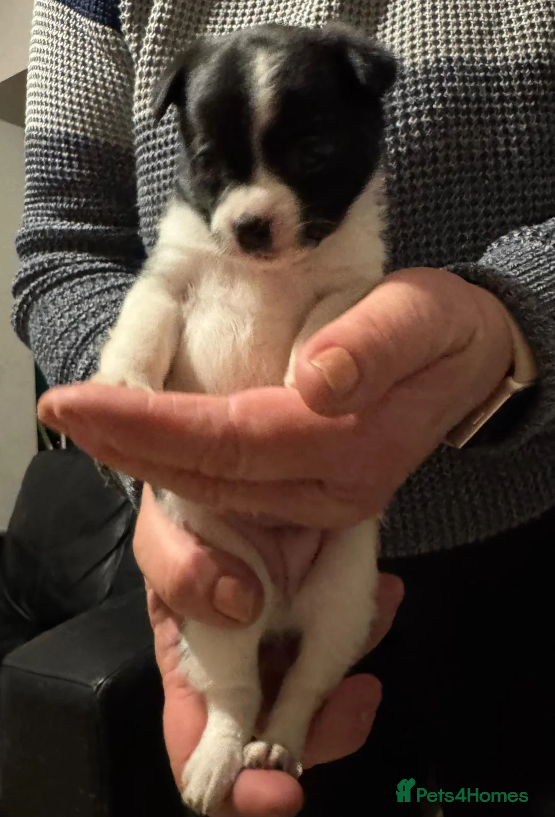Mixed Breed dogs for sale: Jack russle x pomerainian  - Advert 2