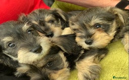 Miniature Schnauzer dogs for sale: Happy healthy miniature Schauzer puppies - Image 29