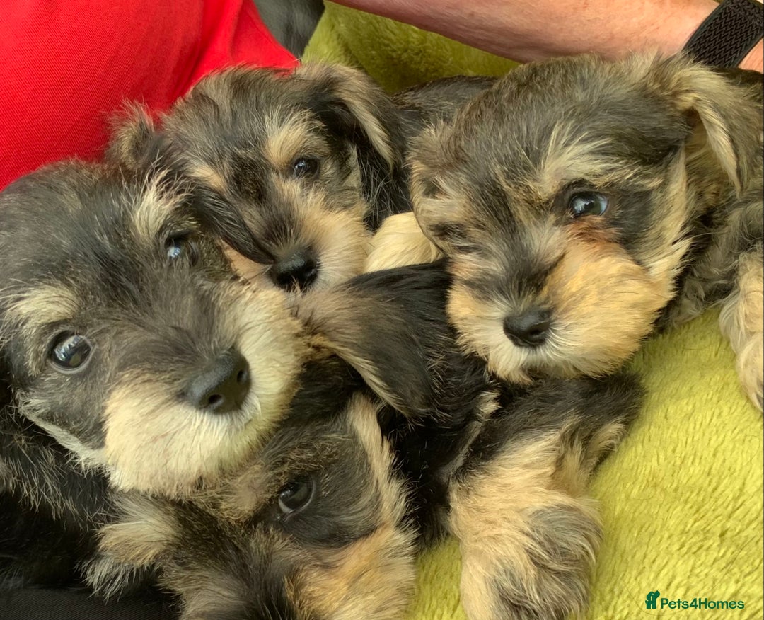 Miniature Schnauzer dogs for sale: Happy healthy miniature Schauzer puppies - Image 29