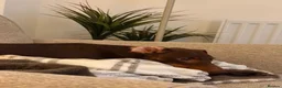 Dachshund dogs for sale: Cookie Dachshund - Advert 6