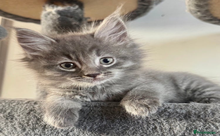 Mixed Breed cats Maine coon cross ragdoll kittens stunning blues - Advert 1