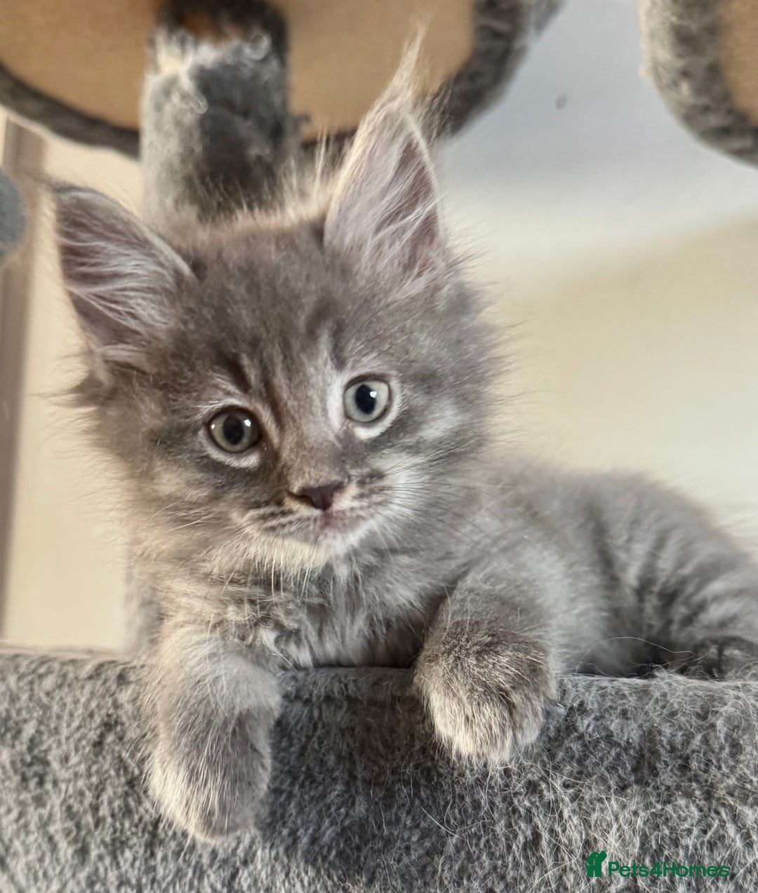 Mixed Breed cats for sale: Maine coon cross ragdoll kittens stunning blues - Advert 1