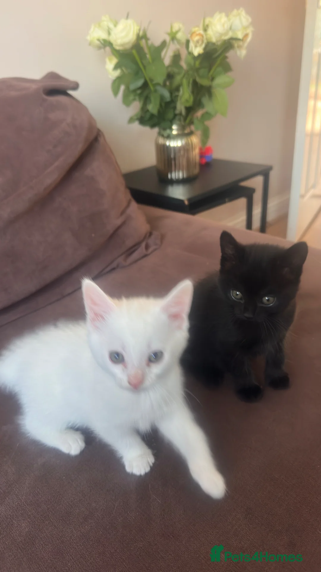 Turkish Angora cats for sale: Adorable Kittens Looking for Their Forever Homes - Advert 2