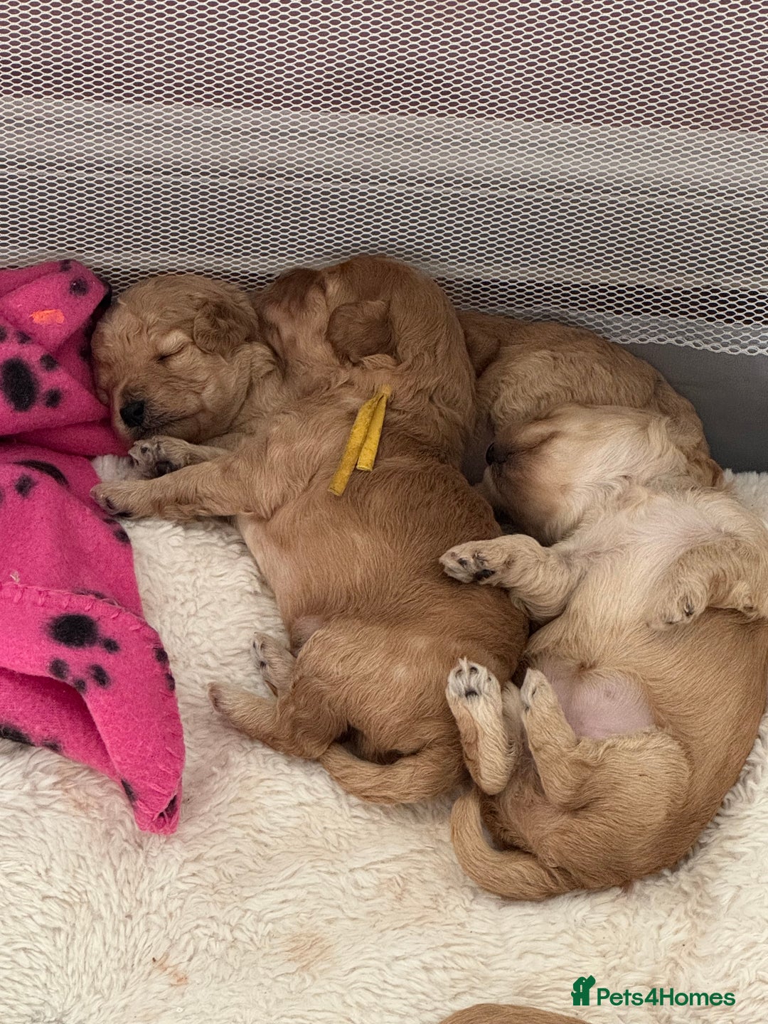 Mixed Breed dogs for sale: 💕 Gorgeous Cavapoochon Puppies 💕  - Image 7