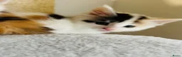 Maine Coon cats for sale: Maine coon kittens  - Advert 8