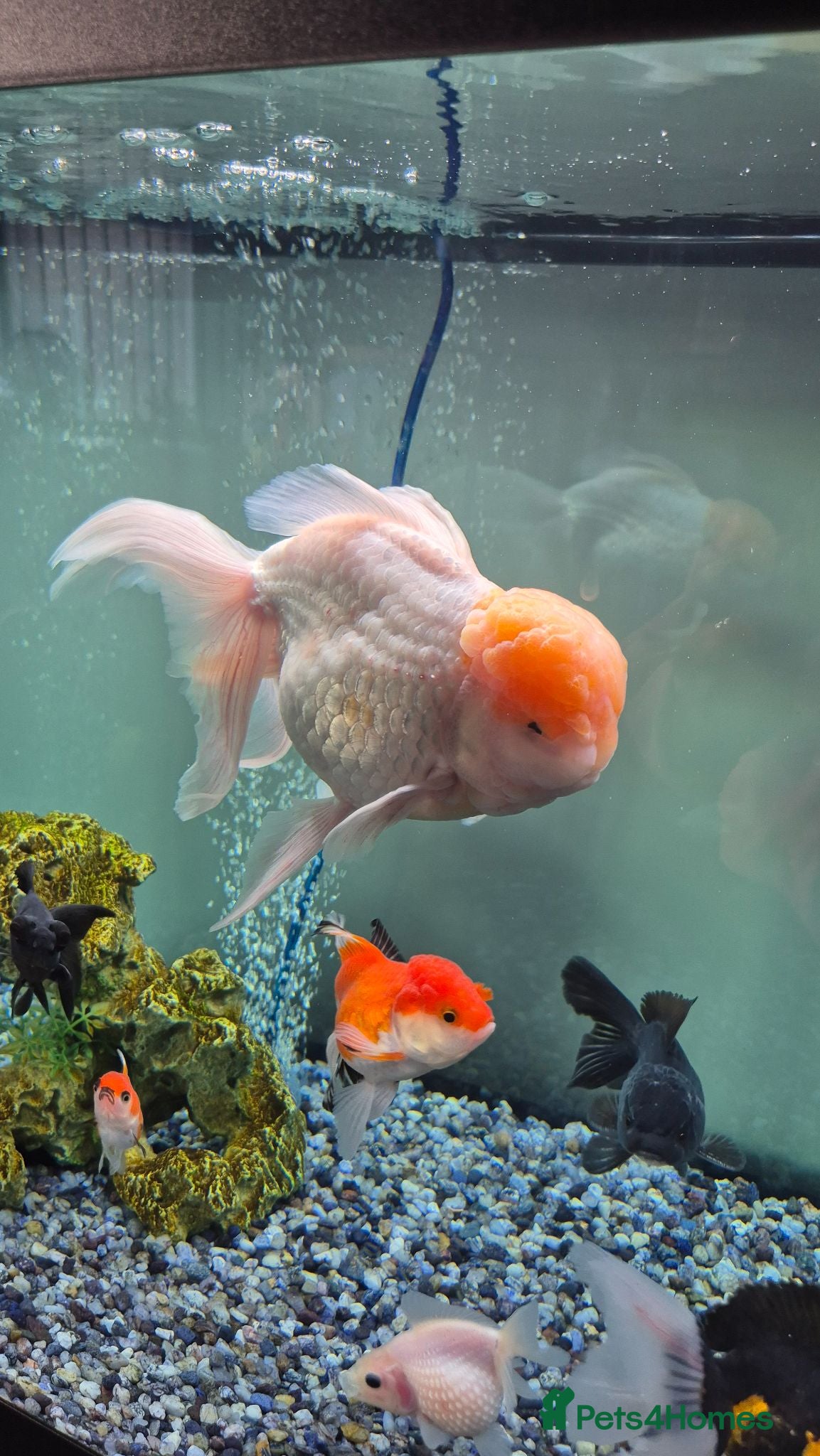Fancy Goldfish fish GIANT ORANDA - Advert 1
