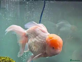 Fancy Goldfish fish GIANT ORANDA - Advert 1